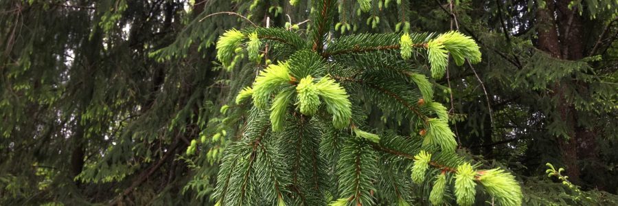 many uses for spruce tips